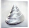 Pearl Trochus Shell by Anonymous