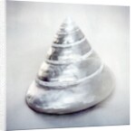 Pearl Trochus Shell by Anonymous