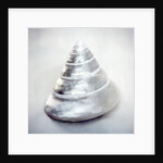 Pearl Trochus Shell by Anonymous