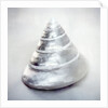 Pearl Trochus Shell by Anonymous