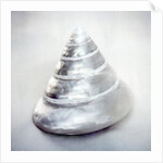 Pearl Trochus Shell by Anonymous