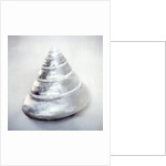 Pearl Trochus Shell by Anonymous