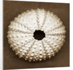 Pink Sea Urchin by Anonymous