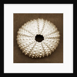 Pink Sea Urchin by Anonymous