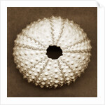 Pink Sea Urchin by Anonymous