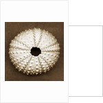 Pink Sea Urchin by Anonymous