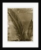 Sago Palm by Anonymous