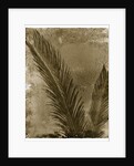 Sago Palm by Anonymous