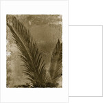 Sago Palm by Anonymous