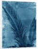 Sago Palm by Anonymous