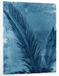 Sago Palm by Anonymous
