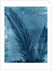 Sago Palm by Anonymous
