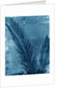 Sago Palm by Anonymous