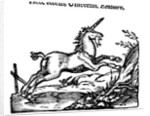 Unicorn by Anonymous