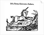 Unicorn by Anonymous