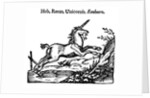 Unicorn by Anonymous