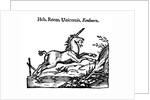 Unicorn by Anonymous
