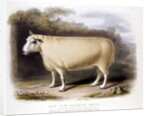 New Leicester ram by Anonymous