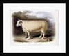 New Leicester ram by Anonymous