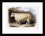 New Leicester ram by Anonymous