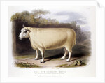 New Leicester ram by Anonymous