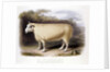 New Leicester ram by Anonymous