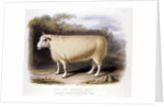 New Leicester ram by Anonymous