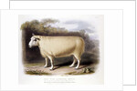 New Leicester ram by Anonymous