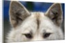 Sled Dog in Greenland by Anonymous