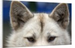 Sled Dog in Greenland by Anonymous