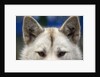 Sled Dog in Greenland by Anonymous