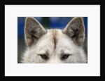 Sled Dog in Greenland by Anonymous