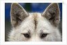 Sled Dog in Greenland by Anonymous