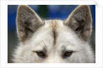 Sled Dog in Greenland by Anonymous