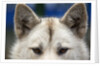 Sled Dog in Greenland by Anonymous