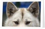 Sled Dog in Greenland by Anonymous