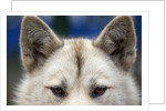 Sled Dog in Greenland by Anonymous