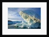 Icebergs in Disko Bay in Greenland by Anonymous