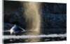 Humpback whale in Disko Bay in Greenland by Anonymous