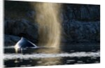 Humpback whale in Disko Bay in Greenland by Anonymous