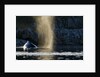 Humpback whale in Disko Bay in Greenland by Anonymous