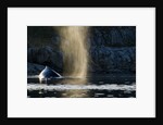 Humpback whale in Disko Bay in Greenland by Anonymous