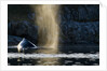 Humpback whale in Disko Bay in Greenland by Anonymous