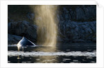 Humpback whale in Disko Bay in Greenland by Anonymous