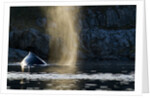 Humpback whale in Disko Bay in Greenland by Anonymous