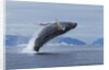 Humpback whale calf breach in Disko Bay in Greenland by Anonymous