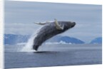 Humpback whale calf breach in Disko Bay in Greenland by Anonymous