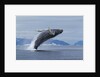 Humpback whale calf breach in Disko Bay in Greenland by Anonymous