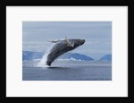 Humpback whale calf breach in Disko Bay in Greenland by Anonymous
