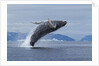 Humpback whale calf breach in Disko Bay in Greenland by Anonymous